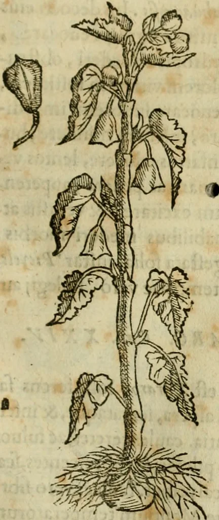 An illustration from Rerum medicarum Novae Hispaniae thesaurus, seu, Plantarum animalium mineralium Mexicanorum historia, 1651, leaf 238
