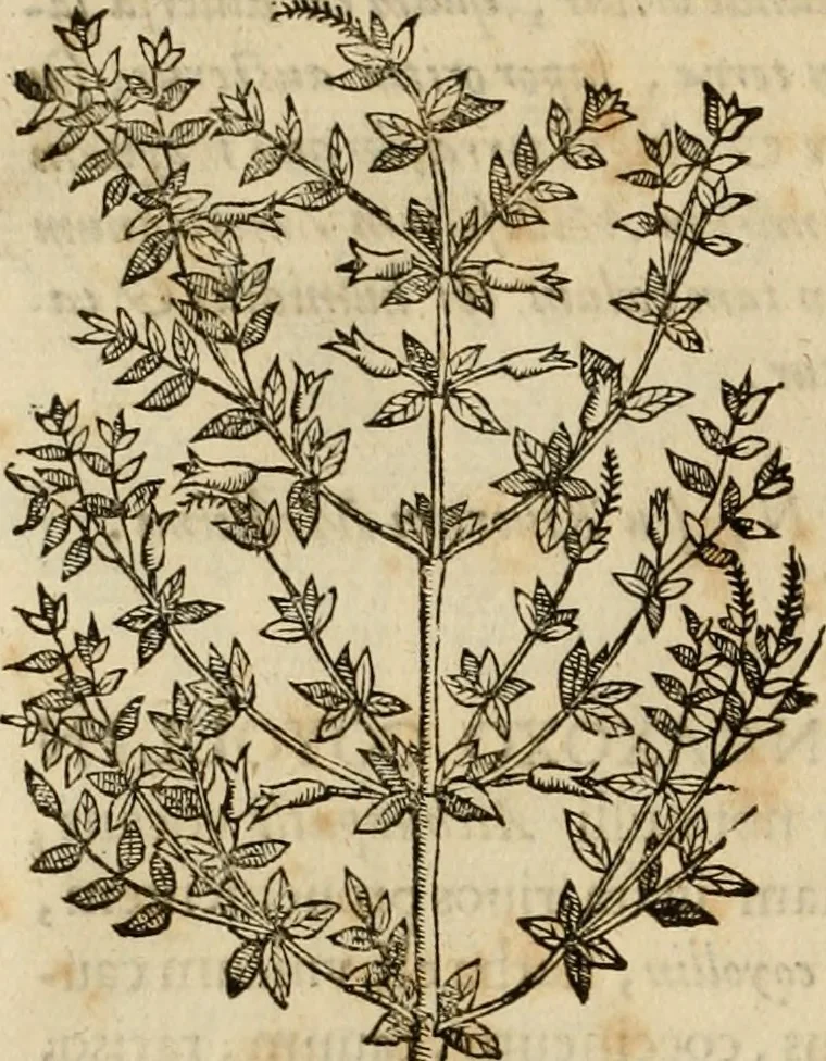 An illustration from Rerum medicarum Novae Hispaniae thesaurus, seu, Plantarum animalium mineralium Mexicanorum historia, 1651, leaf 239