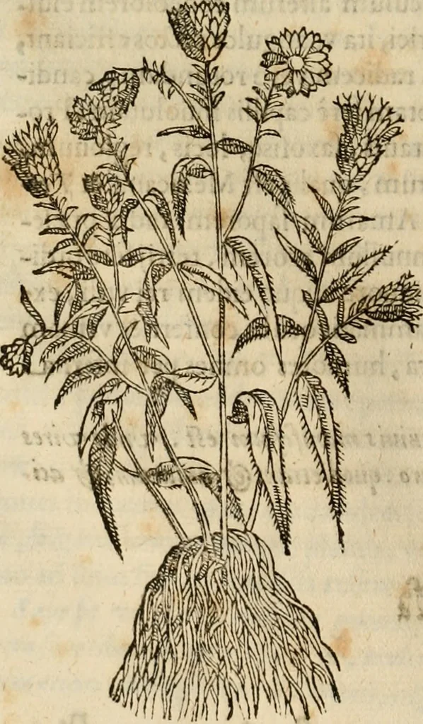 An illustration from Rerum medicarum Novae Hispaniae thesaurus, seu, Plantarum animalium mineralium Mexicanorum historia, 1651, leaf 239