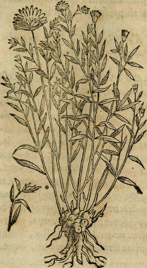 An illustration from Rerum medicarum Novae Hispaniae thesaurus, seu, Plantarum animalium mineralium Mexicanorum historia, 1651, leaf 240