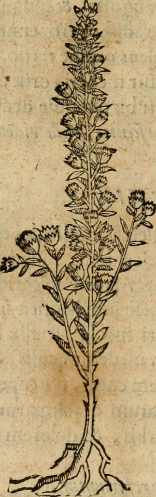 An illustration from Rerum medicarum Novae Hispaniae thesaurus, seu, Plantarum animalium mineralium Mexicanorum historia, 1651, leaf 241
