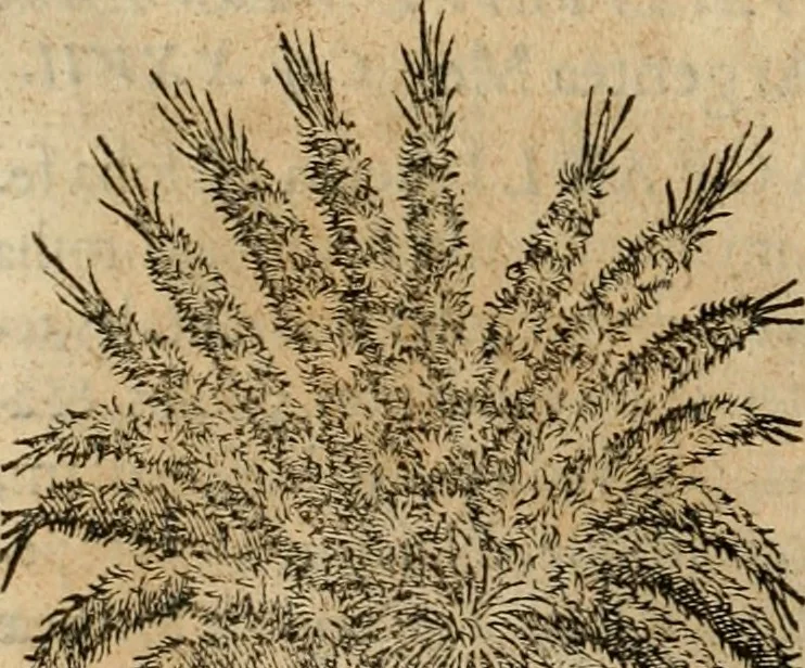 An illustration from Rerum medicarum Novae Hispaniae thesaurus, seu, Plantarum animalium mineralium Mexicanorum historia, 1651, leaf 241