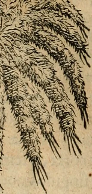 An illustration from Rerum medicarum Novae Hispaniae thesaurus, seu, Plantarum animalium mineralium Mexicanorum historia, 1651, leaf 241