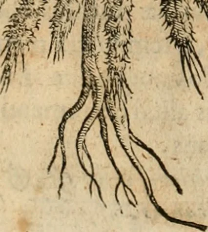 An illustration from Rerum medicarum Novae Hispaniae thesaurus, seu, Plantarum animalium mineralium Mexicanorum historia, 1651, leaf 241