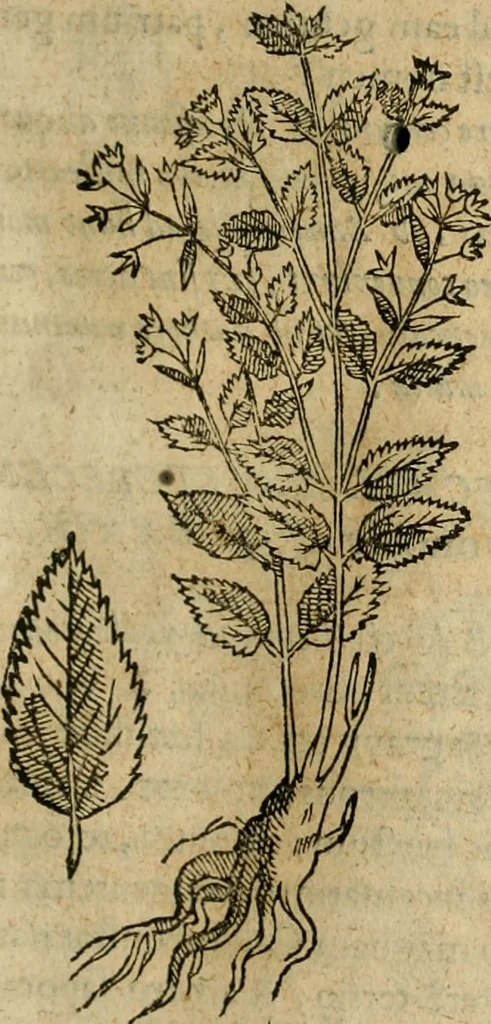 An illustration from Rerum medicarum Novae Hispaniae thesaurus, seu, Plantarum animalium mineralium Mexicanorum historia, 1651, leaf 242