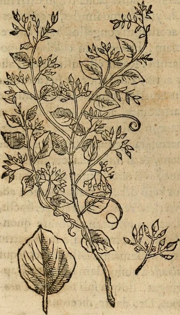 An illustration from Rerum medicarum Novae Hispaniae thesaurus, seu, Plantarum animalium mineralium Mexicanorum historia, 1651, leaf 243