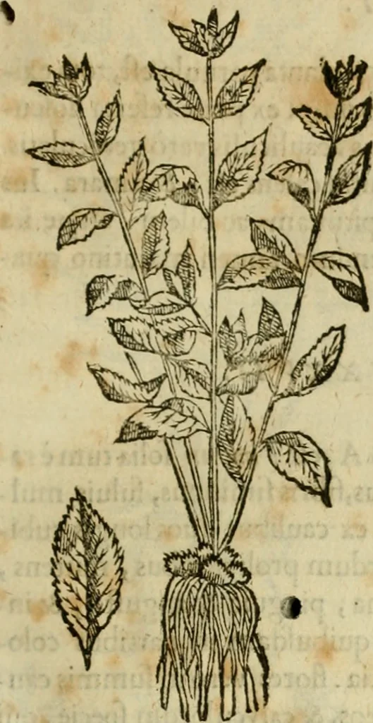 An illustration from Rerum medicarum Novae Hispaniae thesaurus, seu, Plantarum animalium mineralium Mexicanorum historia, 1651, leaf 244