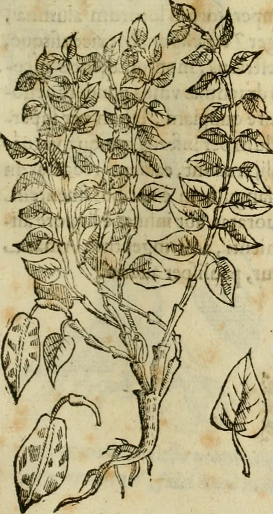 An illustration from Rerum medicarum Novae Hispaniae thesaurus, seu, Plantarum animalium mineralium Mexicanorum historia, 1651, leaf 244