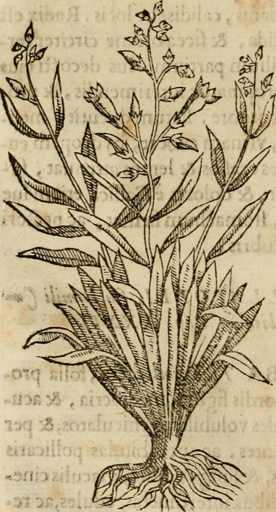 An illustration from Rerum medicarum Novae Hispaniae thesaurus, seu, Plantarum animalium mineralium Mexicanorum historia, 1651, leaf 245