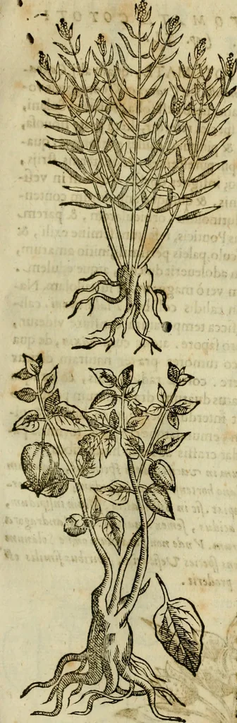 An illustration from Rerum medicarum Novae Hispaniae thesaurus, seu, Plantarum animalium mineralium Mexicanorum historia, 1651, leaf 246