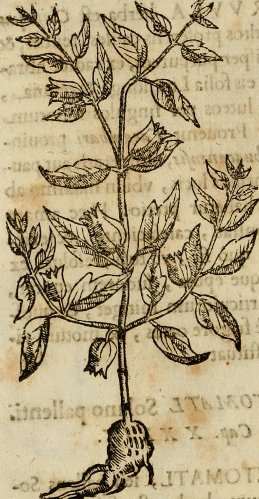 An illustration from Rerum medicarum Novae Hispaniae thesaurus, seu, Plantarum animalium mineralium Mexicanorum historia, 1651, leaf 247