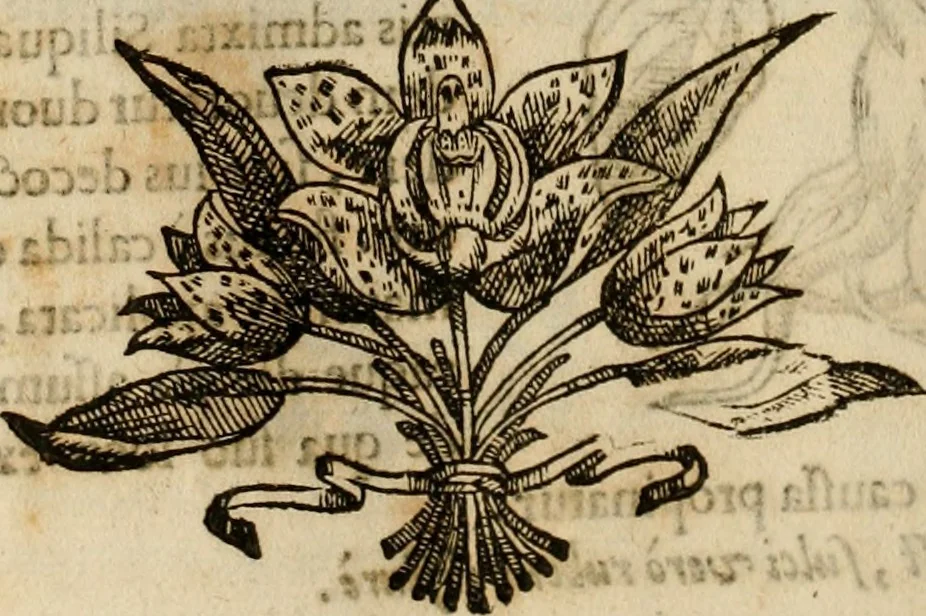An illustration from Rerum medicarum Novae Hispaniae thesaurus, seu, Plantarum animalium mineralium Mexicanorum historia, 1651, leaf 247