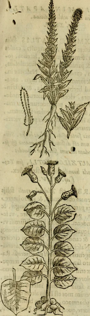 An illustration from Rerum medicarum Novae Hispaniae thesaurus, seu, Plantarum animalium mineralium Mexicanorum historia, 1651, leaf 248