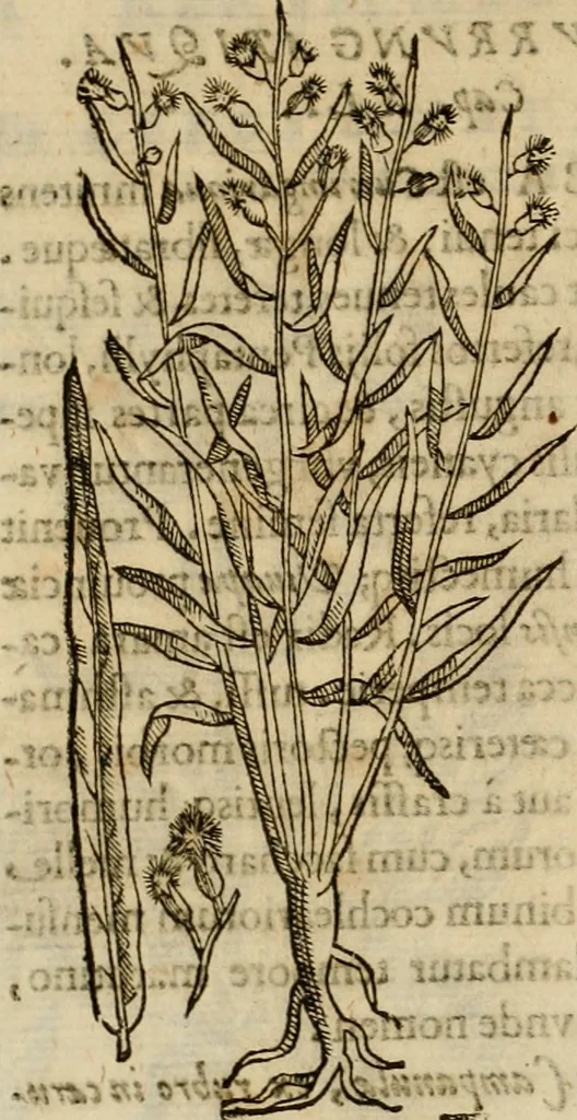 An illustration from Rerum medicarum Novae Hispaniae thesaurus, seu, Plantarum animalium mineralium Mexicanorum historia, 1651, leaf 249