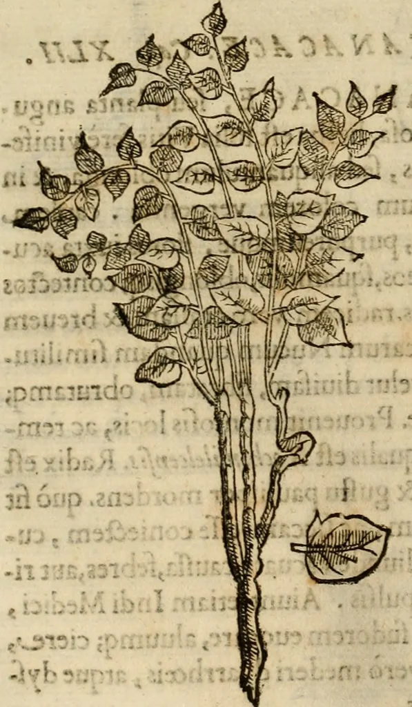 An illustration from Rerum medicarum Novae Hispaniae thesaurus, seu, Plantarum animalium mineralium Mexicanorum historia, 1651, leaf 249