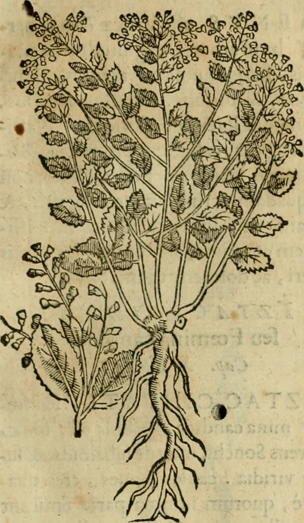 An illustration from Rerum medicarum Novae Hispaniae thesaurus, seu, Plantarum animalium mineralium Mexicanorum historia, 1651, leaf 250