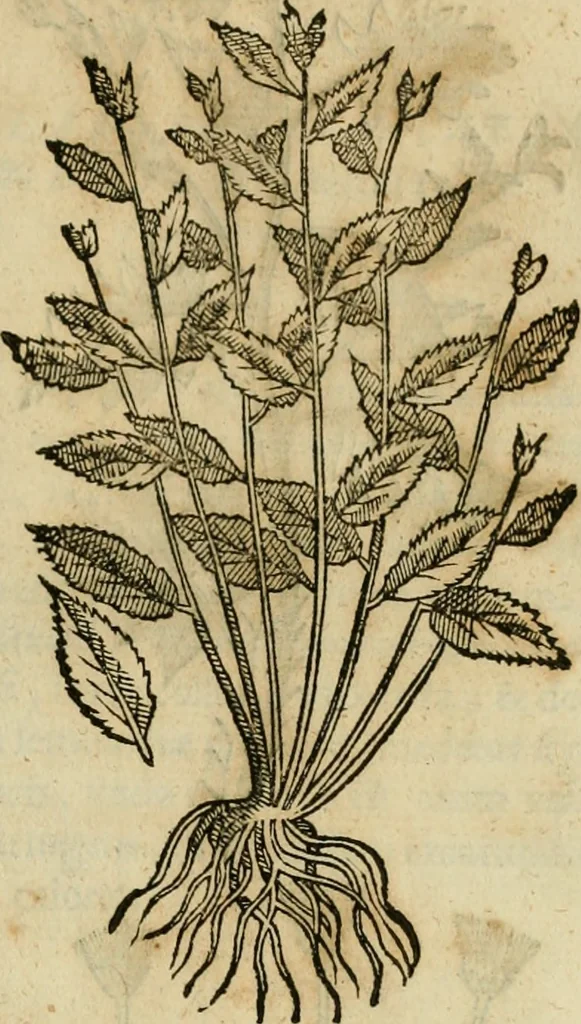 An illustration from Rerum medicarum Novae Hispaniae thesaurus, seu, Plantarum animalium mineralium Mexicanorum historia, 1651, leaf 250