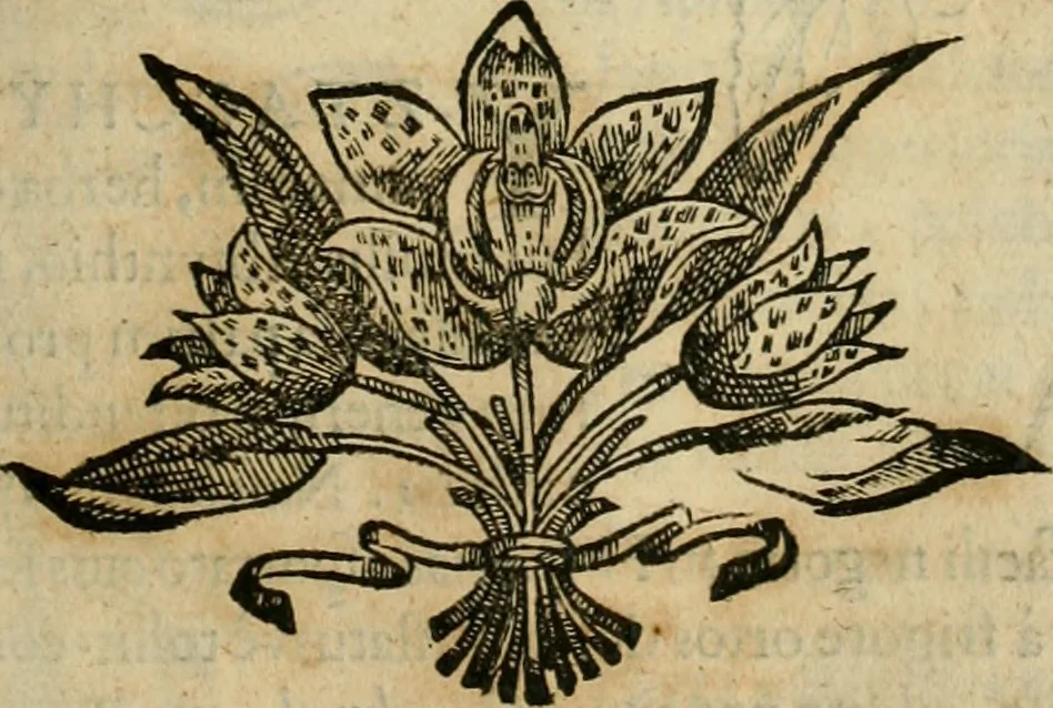 An illustration from Rerum medicarum Novae Hispaniae thesaurus, seu, Plantarum animalium mineralium Mexicanorum historia, 1651, leaf 250