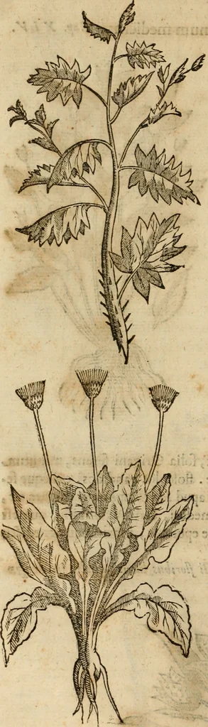 An illustration from Rerum medicarum Novae Hispaniae thesaurus, seu, Plantarum animalium mineralium Mexicanorum historia, 1651, leaf 251