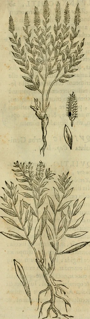 An illustration from Rerum medicarum Novae Hispaniae thesaurus, seu, Plantarum animalium mineralium Mexicanorum historia, 1651, leaf 252