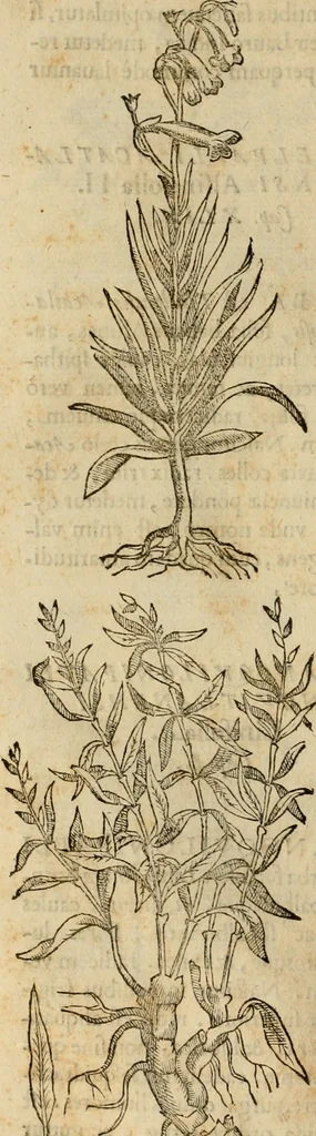 An illustration from Rerum medicarum Novae Hispaniae thesaurus, seu, Plantarum animalium mineralium Mexicanorum historia, 1651, leaf 253
