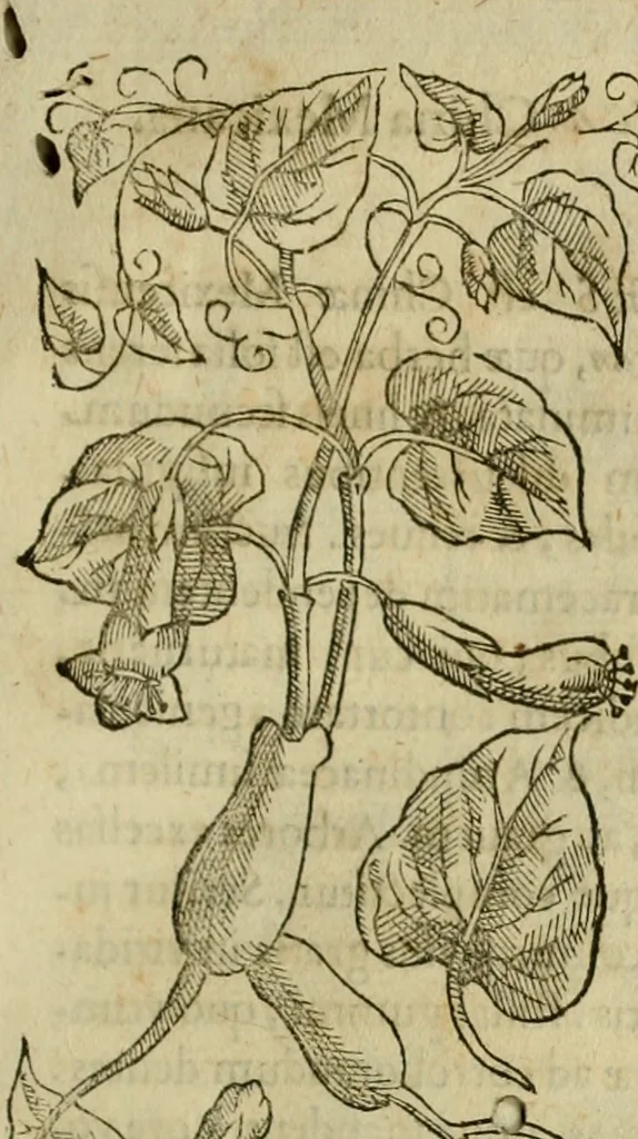 An illustration from Rerum medicarum Novae Hispaniae thesaurus, seu, Plantarum animalium mineralium Mexicanorum historia, 1651, leaf 254