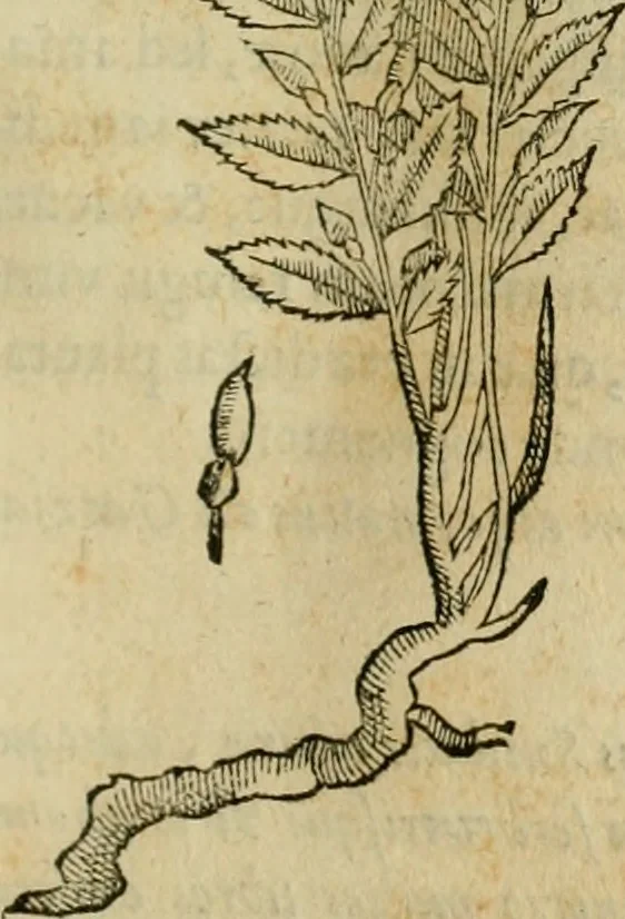 An illustration from Rerum medicarum Novae Hispaniae thesaurus, seu, Plantarum animalium mineralium Mexicanorum historia, 1651, leaf 254