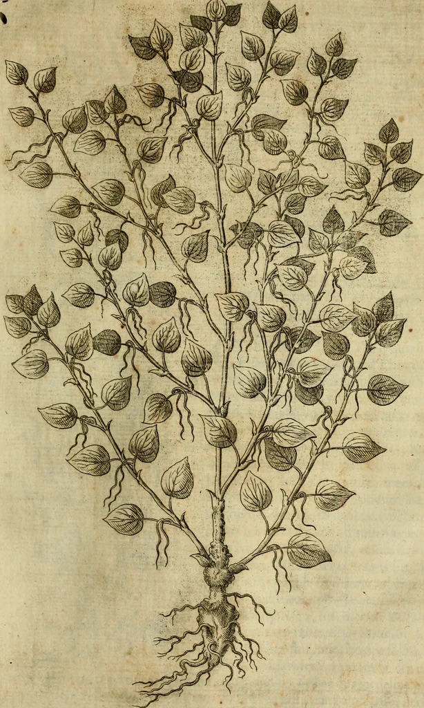 An illustration from Rerum medicarum Novae Hispaniae thesaurus, seu, Plantarum animalium mineralium Mexicanorum historia, 1651, leaf 256