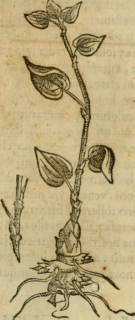 An illustration from Rerum medicarum Novae Hispaniae thesaurus, seu, Plantarum animalium mineralium Mexicanorum historia, 1651, leaf 258