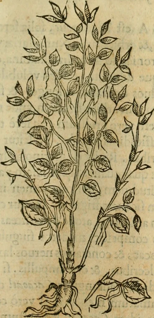 An illustration from Rerum medicarum Novae Hispaniae thesaurus, seu, Plantarum animalium mineralium Mexicanorum historia, 1651, leaf 258