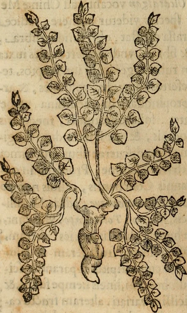 An illustration from Rerum medicarum Novae Hispaniae thesaurus, seu, Plantarum animalium mineralium Mexicanorum historia, 1651, leaf 259