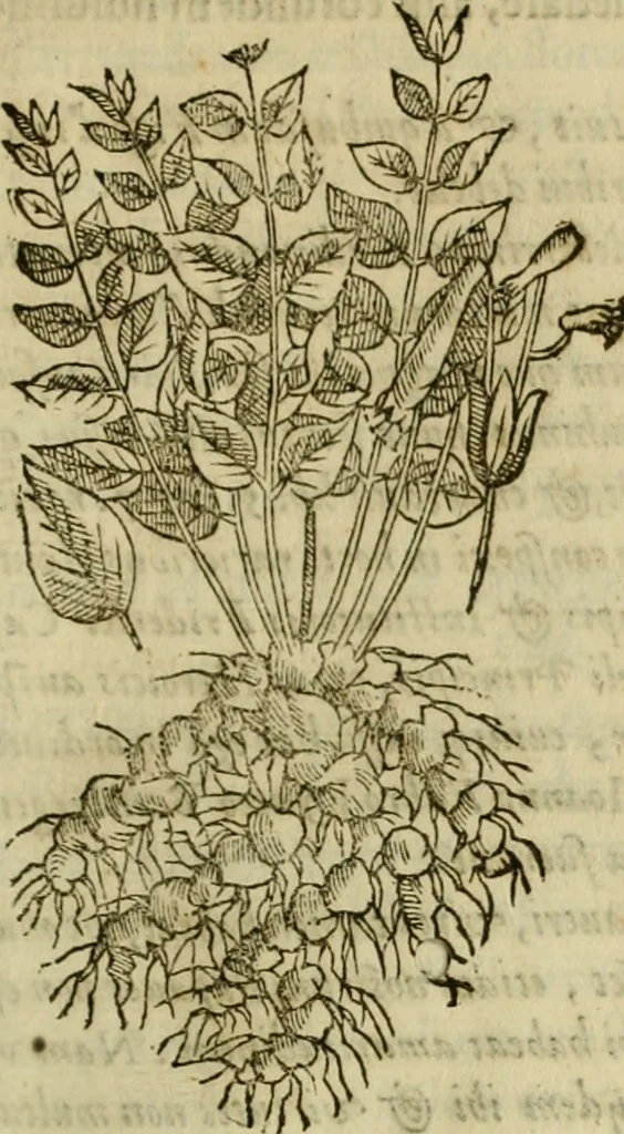 An illustration from Rerum medicarum Novae Hispaniae thesaurus, seu, Plantarum animalium mineralium Mexicanorum historia, 1651, leaf 260