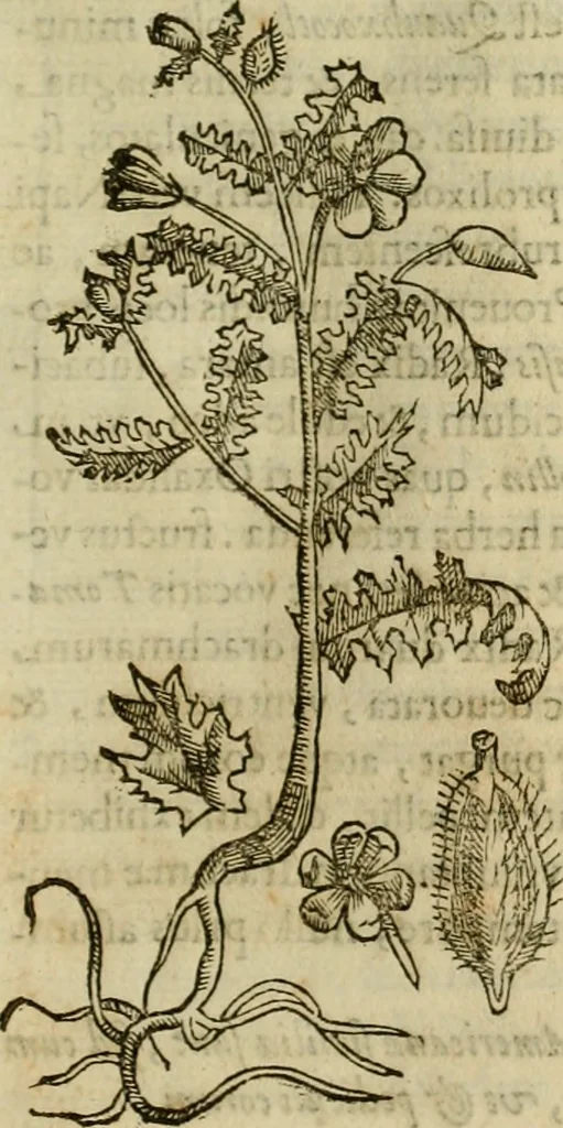 An illustration from Rerum medicarum Novae Hispaniae thesaurus, seu, Plantarum animalium mineralium Mexicanorum historia, 1651, leaf 260
