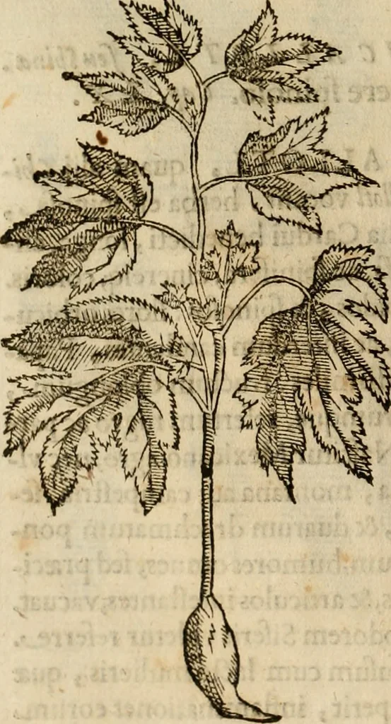 An illustration from Rerum medicarum Novae Hispaniae thesaurus, seu, Plantarum animalium mineralium Mexicanorum historia, 1651, leaf 261