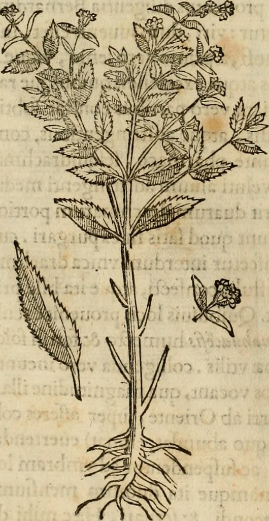 An illustration from Rerum medicarum Novae Hispaniae thesaurus, seu, Plantarum animalium mineralium Mexicanorum historia, 1651, leaf 263