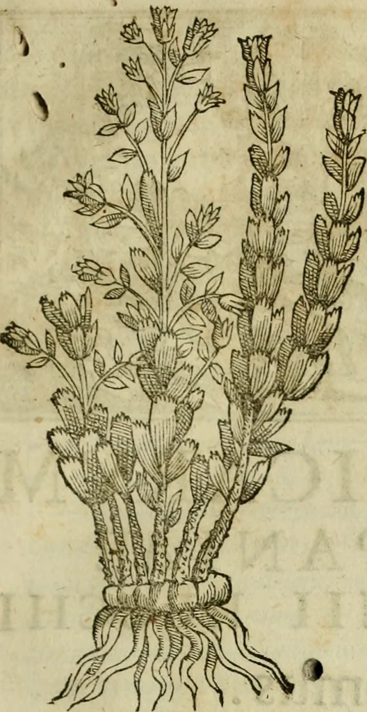 An illustration from Rerum medicarum Novae Hispaniae thesaurus, seu, Plantarum animalium mineralium Mexicanorum historia, 1651, leaf 264