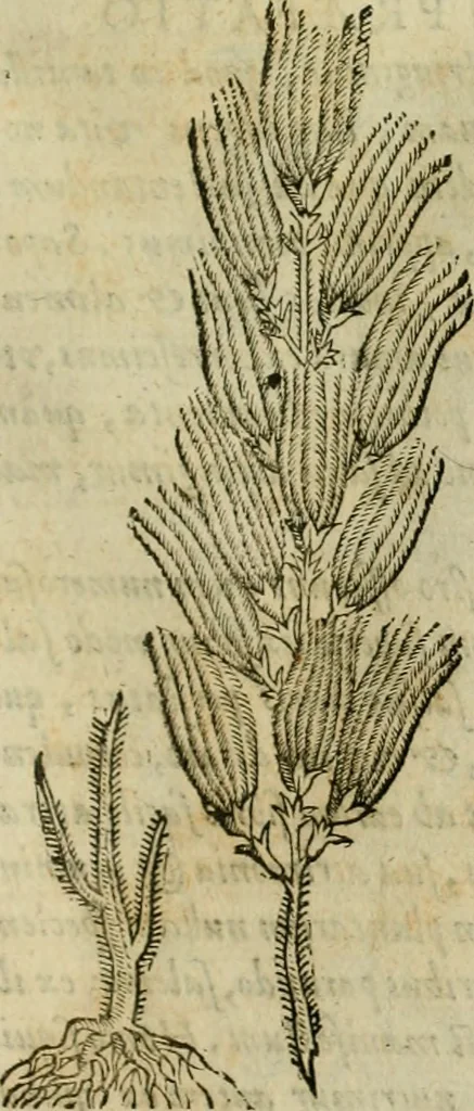 An illustration from Rerum medicarum Novae Hispaniae thesaurus, seu, Plantarum animalium mineralium Mexicanorum historia, 1651, leaf 264