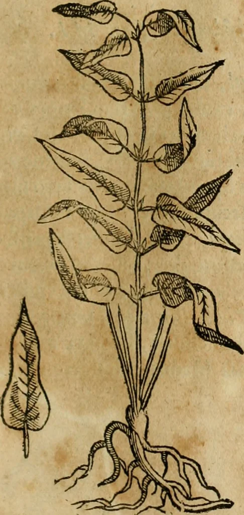 An illustration from Rerum medicarum Novae Hispaniae thesaurus, seu, Plantarum animalium mineralium Mexicanorum historia, 1651, leaf 266