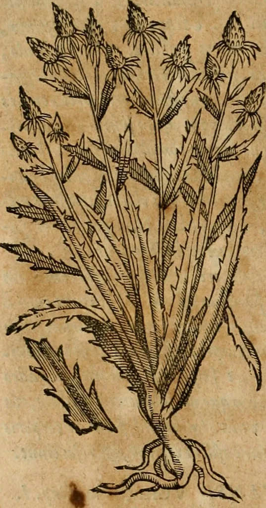 An illustration from Rerum medicarum Novae Hispaniae thesaurus, seu, Plantarum animalium mineralium Mexicanorum historia, 1651, leaf 267