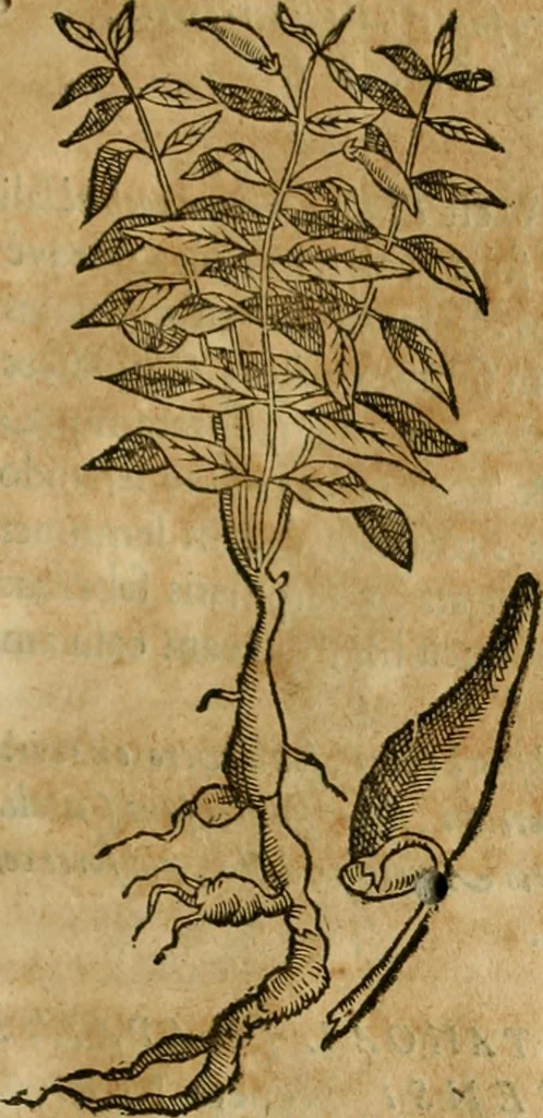 An illustration from Rerum medicarum Novae Hispaniae thesaurus, seu, Plantarum animalium mineralium Mexicanorum historia, 1651, leaf 268