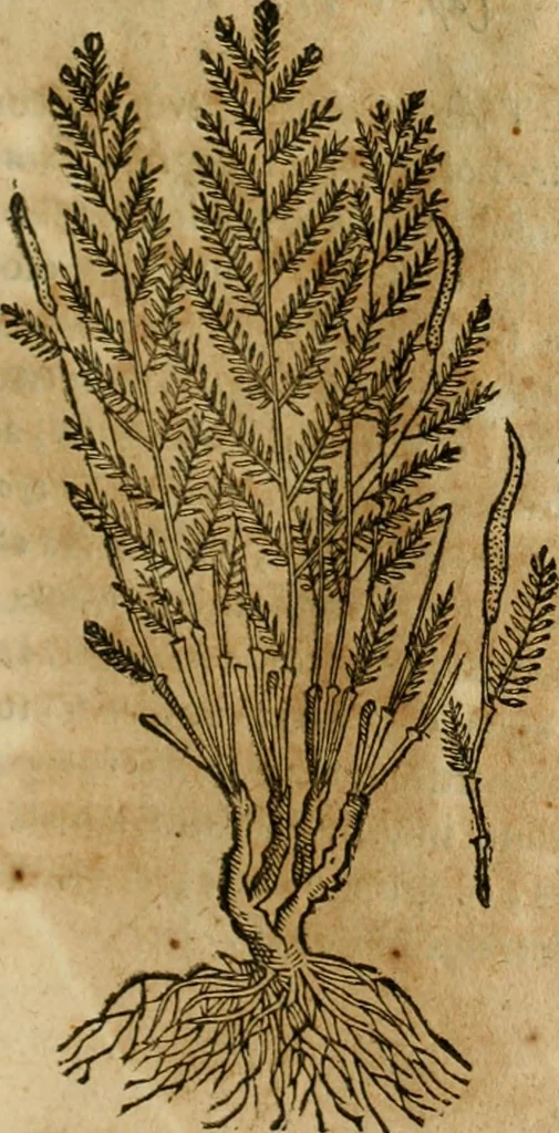 An illustration from Rerum medicarum Novae Hispaniae thesaurus, seu, Plantarum animalium mineralium Mexicanorum historia, 1651, leaf 268