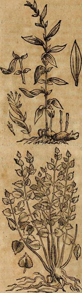 An illustration from Rerum medicarum Novae Hispaniae thesaurus, seu, Plantarum animalium mineralium Mexicanorum historia, 1651, leaf 269