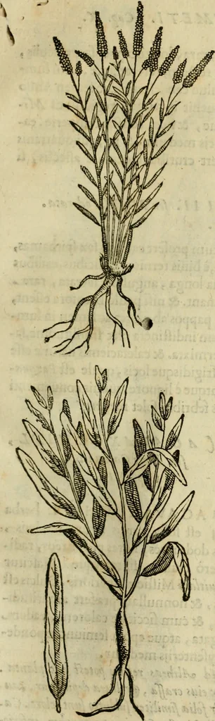 An illustration from Rerum medicarum Novae Hispaniae thesaurus, seu, Plantarum animalium mineralium Mexicanorum historia, 1651, leaf 270