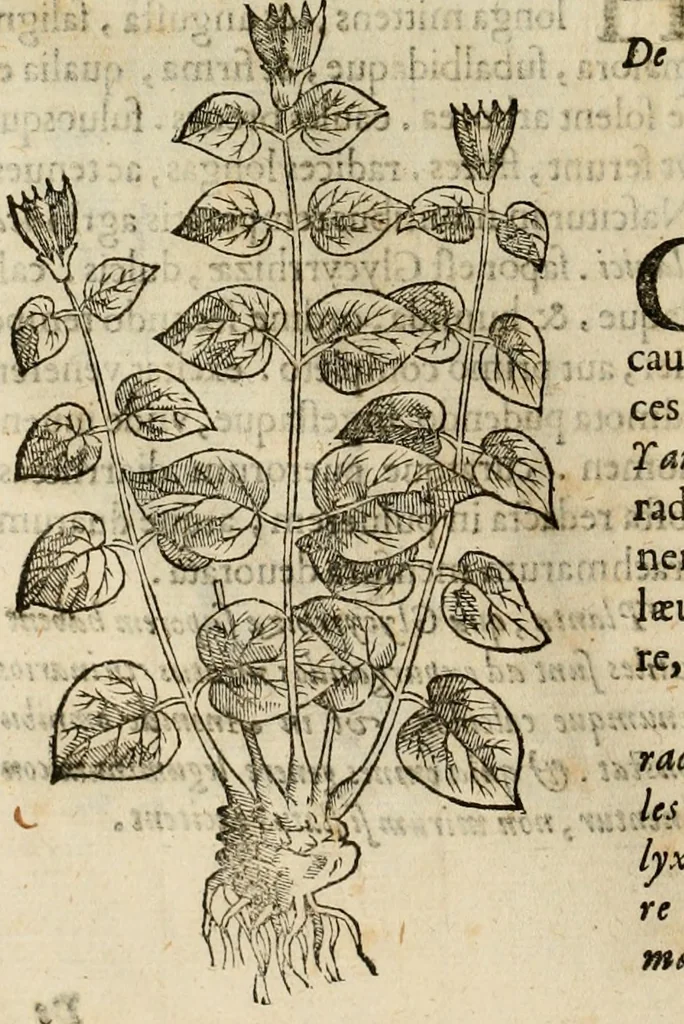 An illustration from Rerum medicarum Novae Hispaniae thesaurus, seu, Plantarum animalium mineralium Mexicanorum historia, 1651, leaf 271