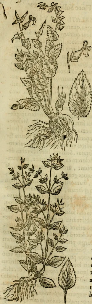 An illustration from Rerum medicarum Novae Hispaniae thesaurus, seu, Plantarum animalium mineralium Mexicanorum historia, 1651, leaf 272