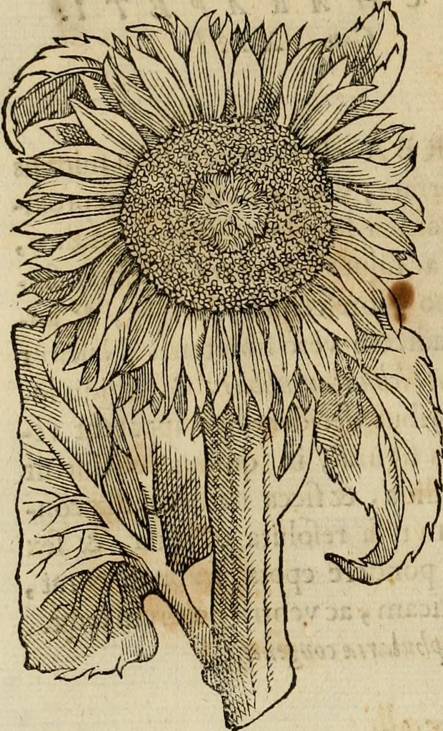 An illustration from Rerum medicarum Novae Hispaniae thesaurus, seu, Plantarum animalium mineralium Mexicanorum historia, 1651, leaf 273
