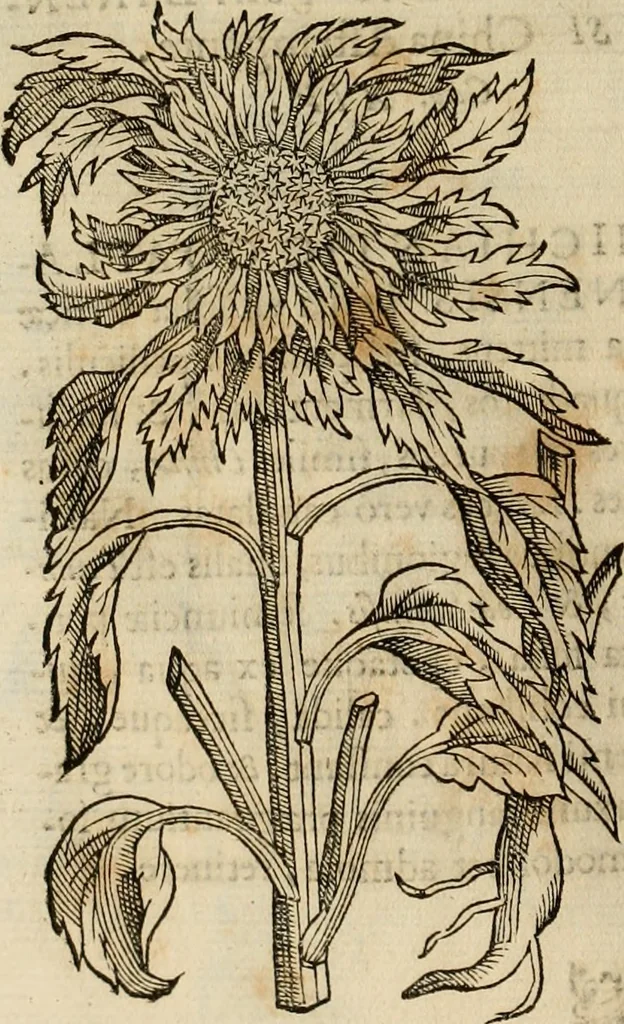 An illustration from Rerum medicarum Novae Hispaniae thesaurus, seu, Plantarum animalium mineralium Mexicanorum historia, 1651, leaf 273