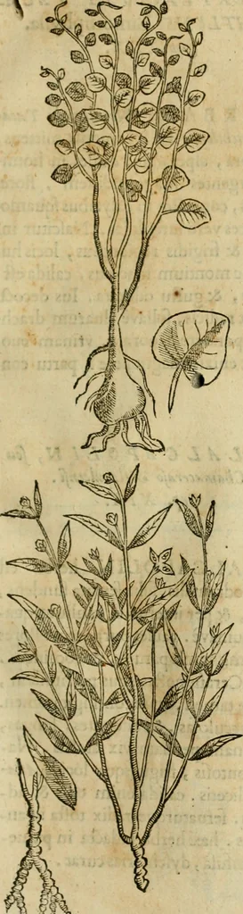 An illustration from Rerum medicarum Novae Hispaniae thesaurus, seu, Plantarum animalium mineralium Mexicanorum historia, 1651, leaf 274