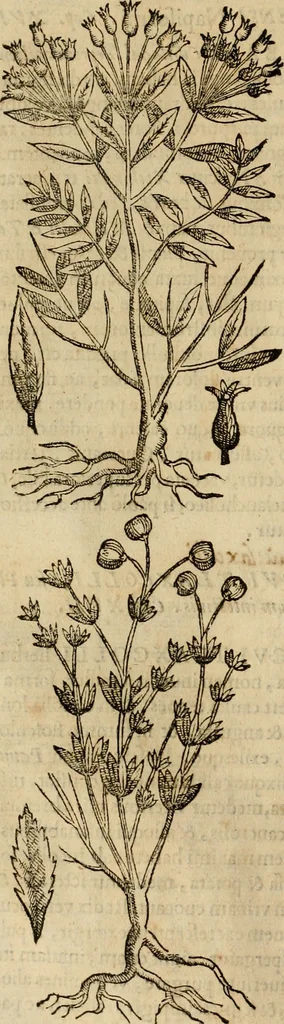 An illustration from Rerum medicarum Novae Hispaniae thesaurus, seu, Plantarum animalium mineralium Mexicanorum historia, 1651, leaf 275