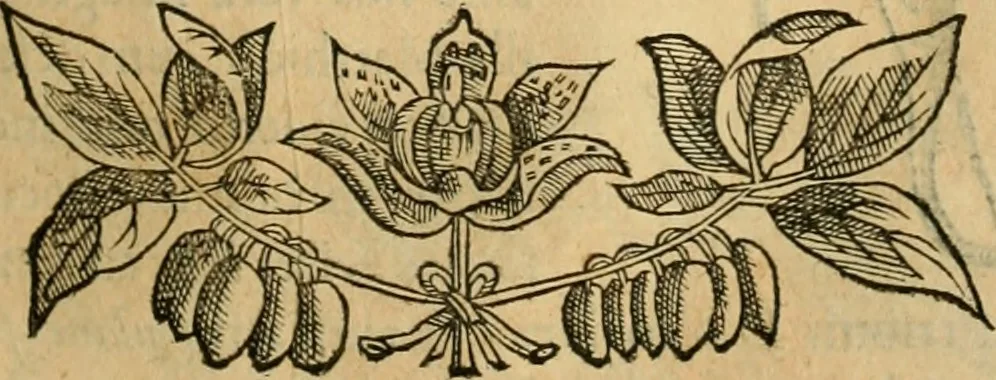 An illustration from Rerum medicarum Novae Hispaniae thesaurus, seu, Plantarum animalium mineralium Mexicanorum historia, 1651, leaf 276